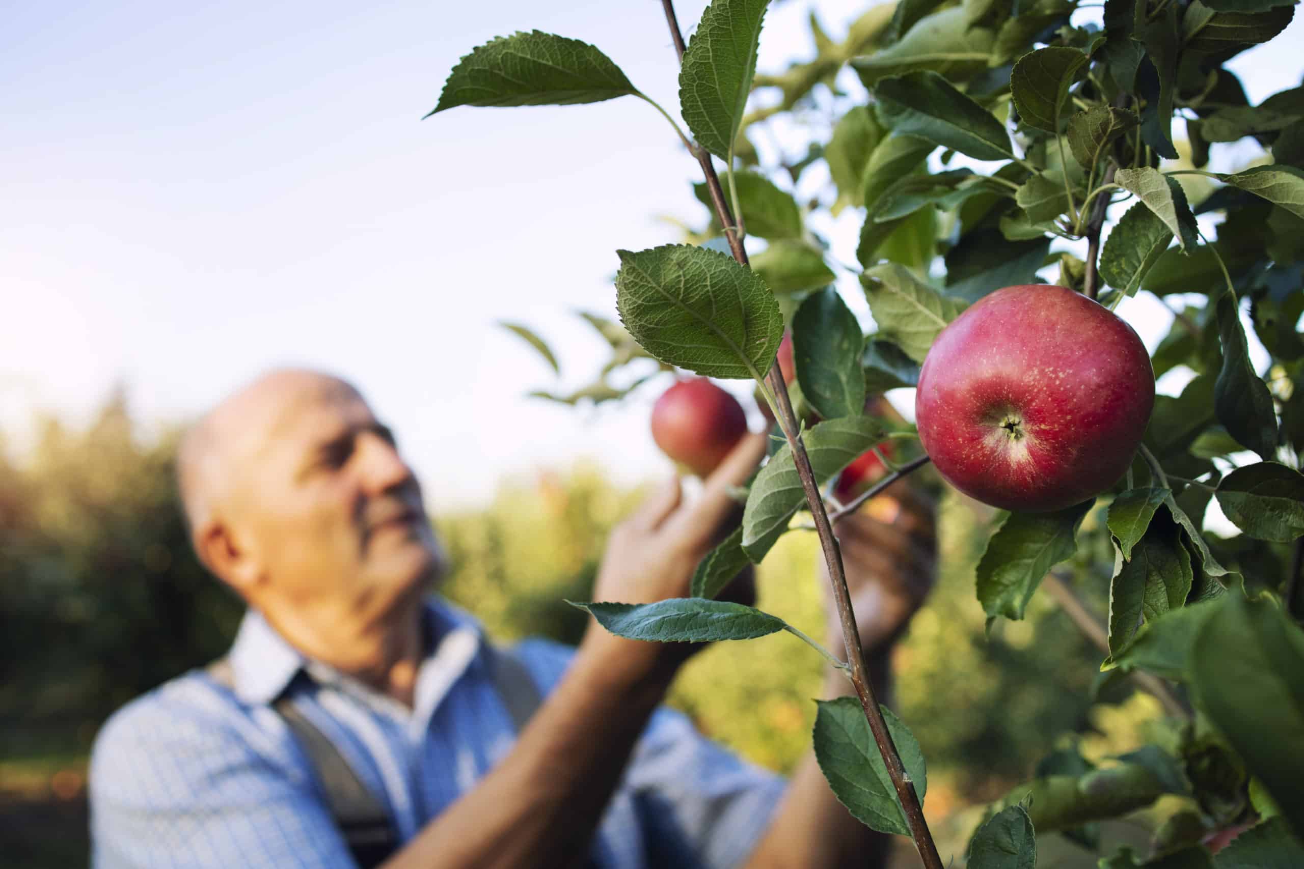 apple-fruit-harvest-orchard-scaled