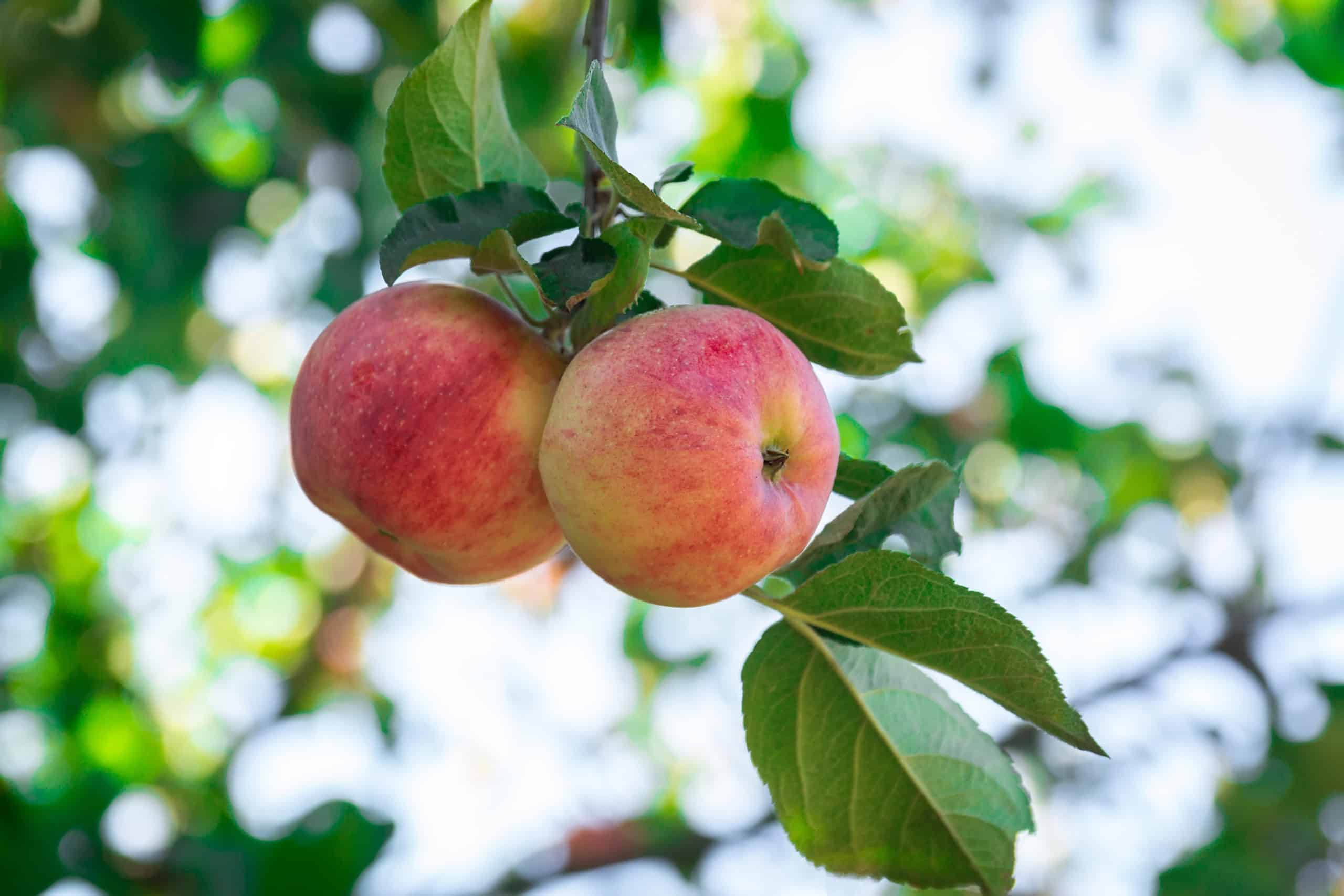 fresh-apples-apple-trees-scaled