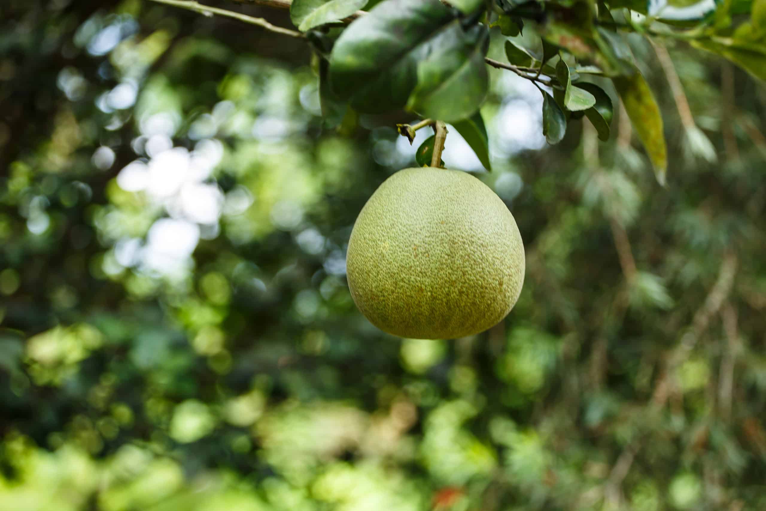 grapefruit-tree-garden-scaled